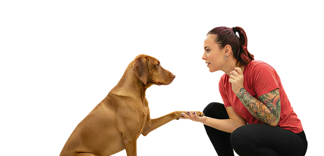 Pet sitter training with dog