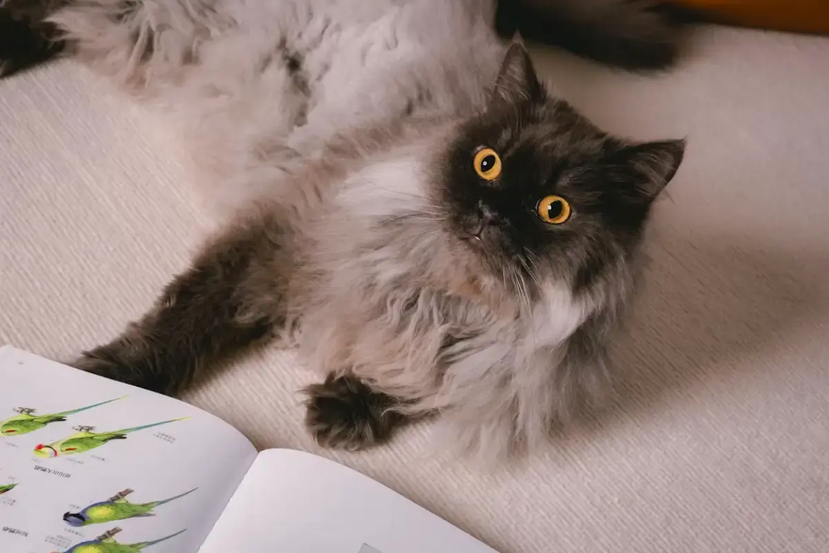 Cat Non-Verbal Communication: Understanding Your Feline’s Silent Language