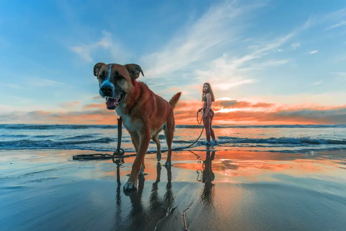he Pet Sitter vs. Pet Kennel Debate: Should Your Pet Chill at Home or Party at the Kennel?