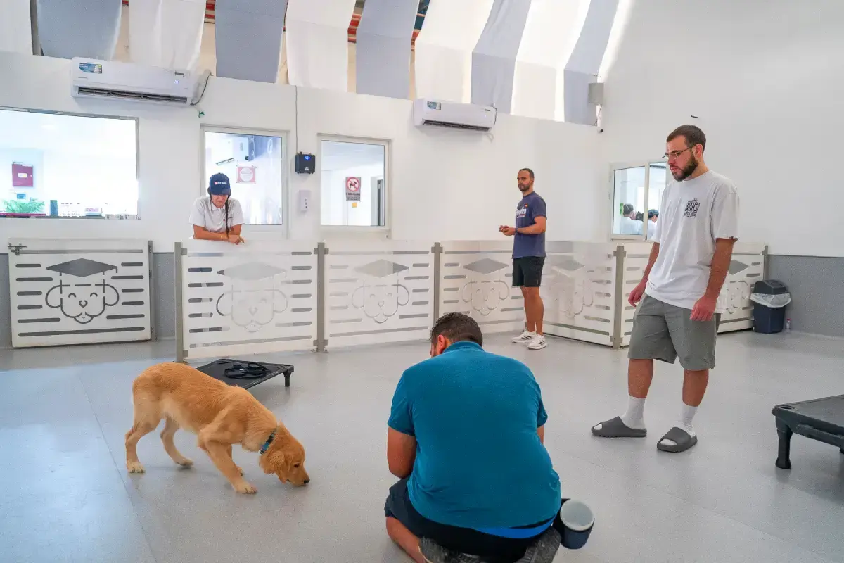 Top Pet Sitting Companies in Dubai