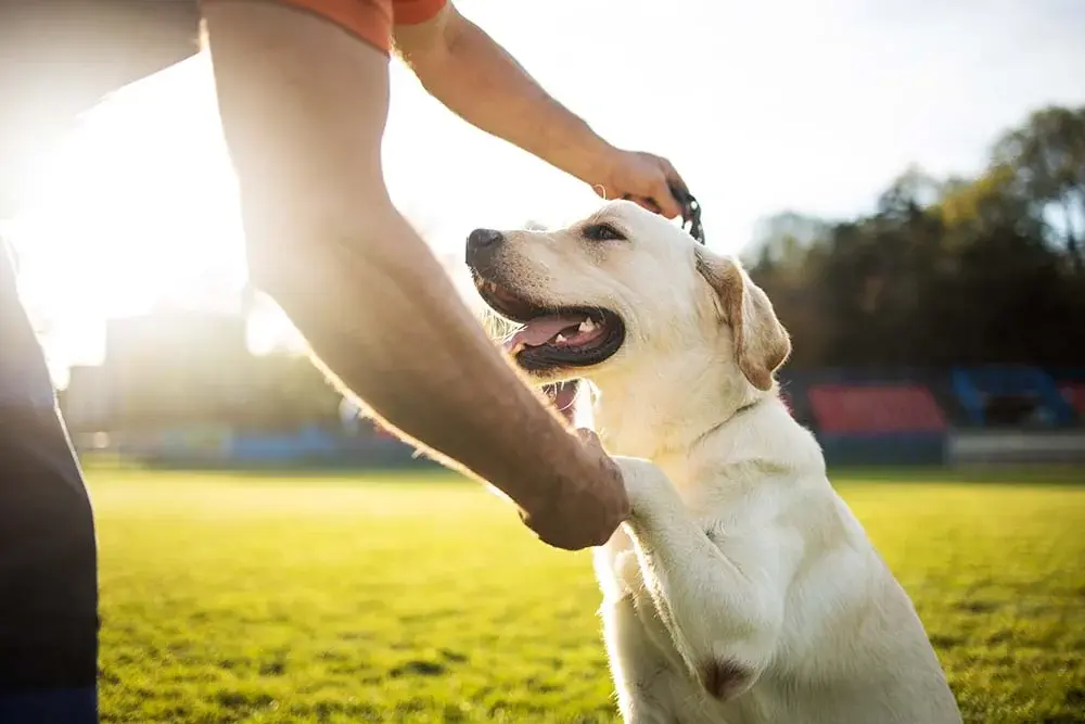 International Train Your Dog Month: Unleash the Paw-some Potential of Pup Training!